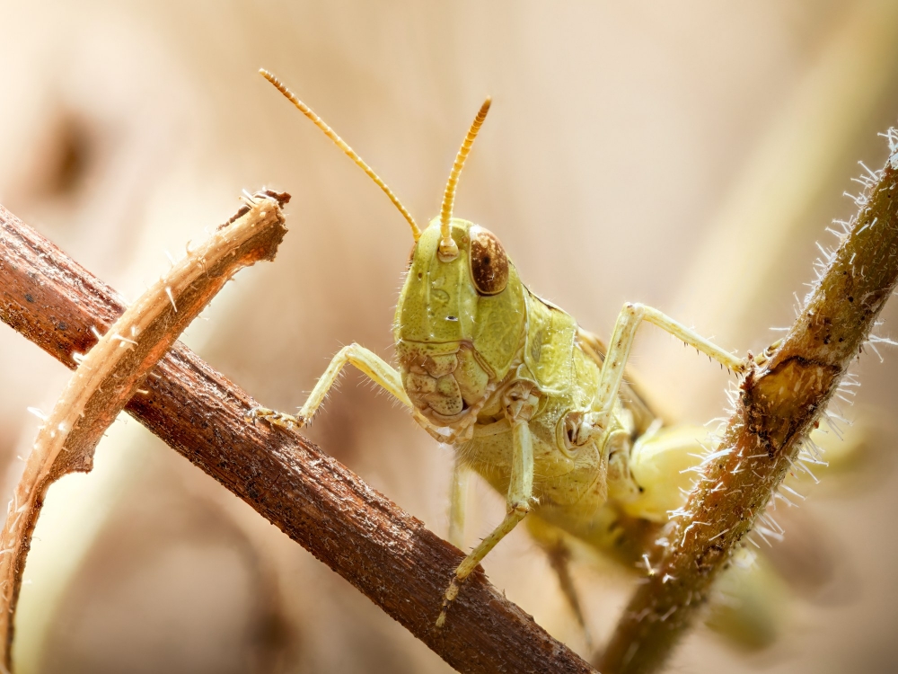 Chorthippus Biguttulus Group — Cheny — 60 × 40 cm