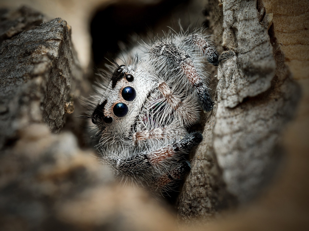 Landscape of Phidippus Regius Apalachicola — 70 × 50 cm