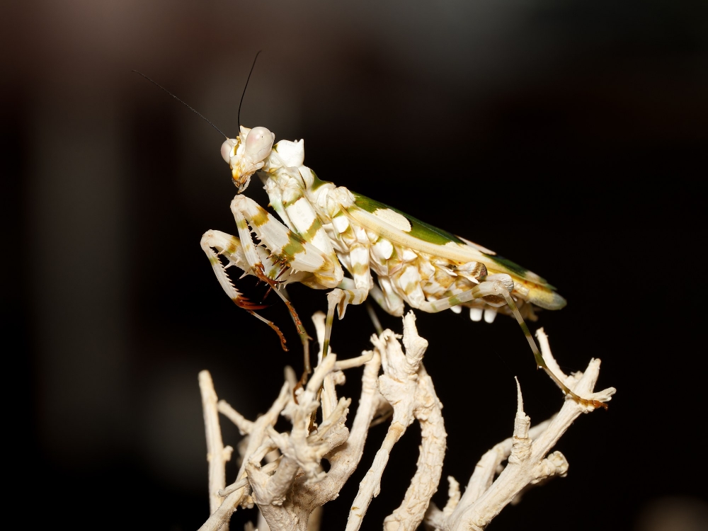 Pseudocreobotra Wahlbergii — 70 × 50 cm