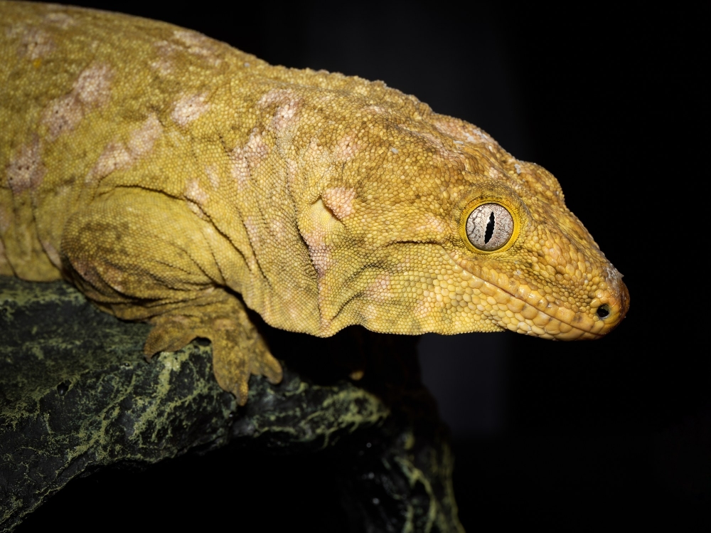 Rhacodactylus Leachianus — 20251115-2025-11-15 — 70 × 50 cm
