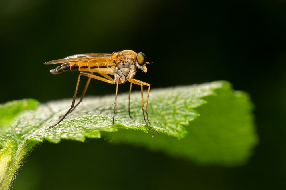 Rhagio Tringarius — 20250519 — 70 × 50 cm