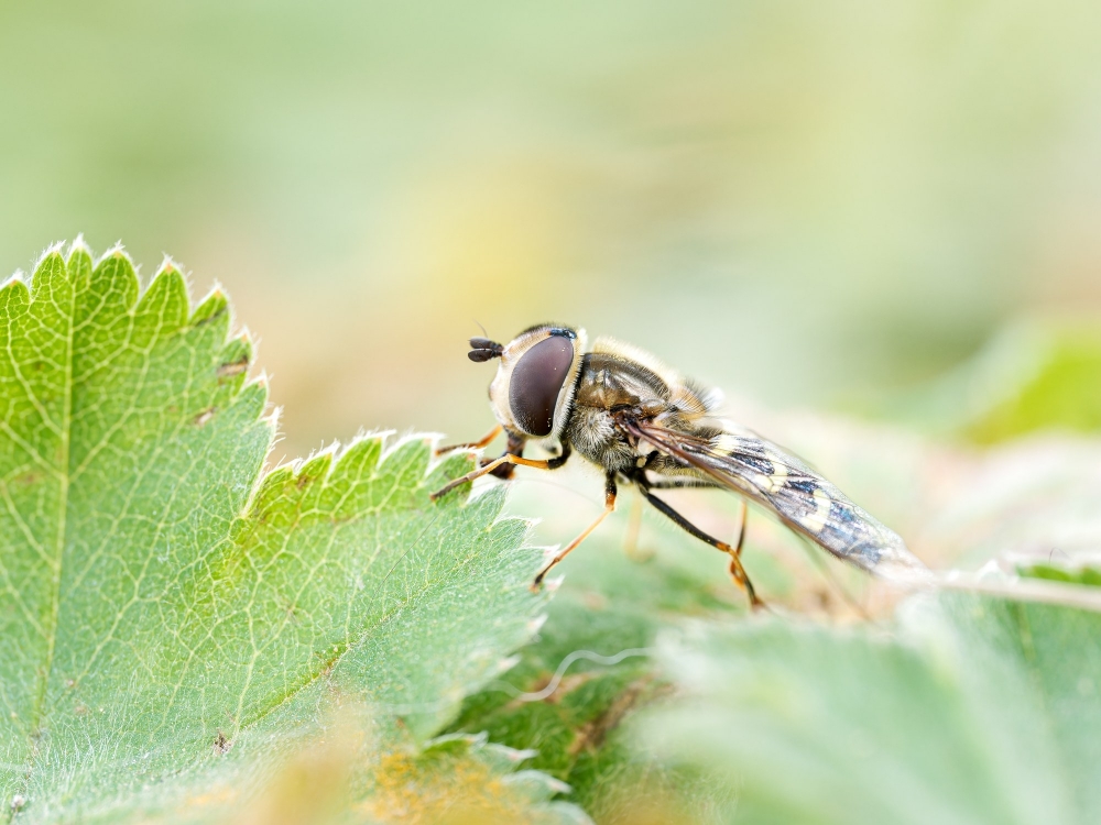 Scaeva Selenitica — 20250812 — 70 × 50 cm