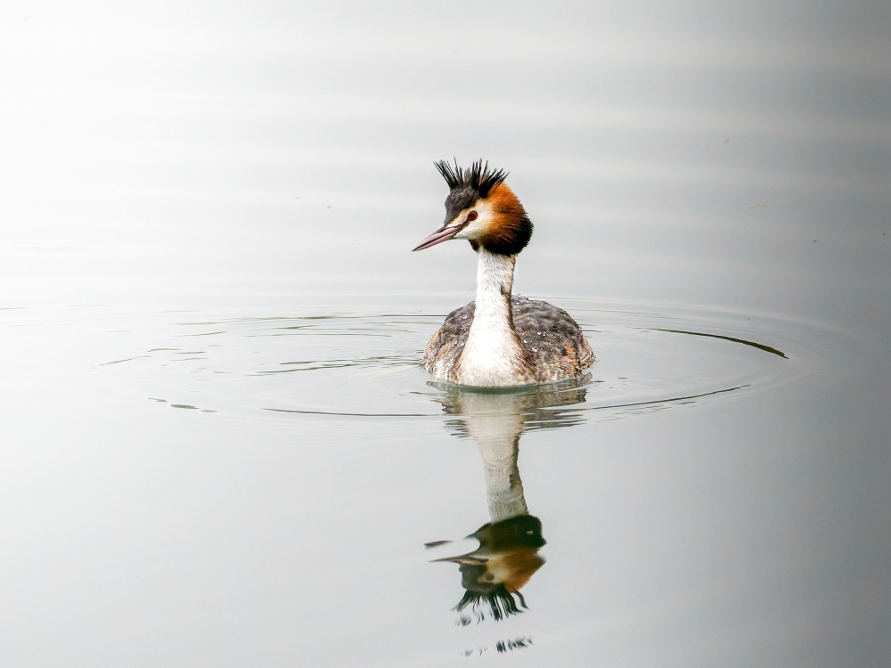Podiceps Cristatus — Congis-sur-Thérouanne 