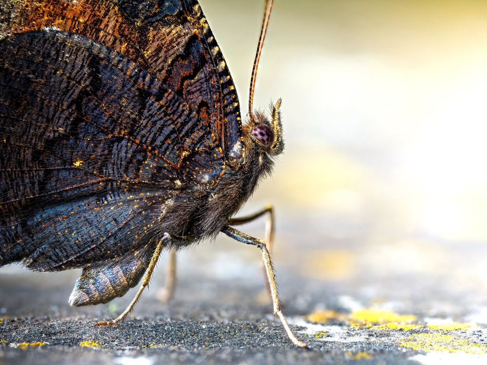 Aglais Io — Sceaux — 70 × 50 cm