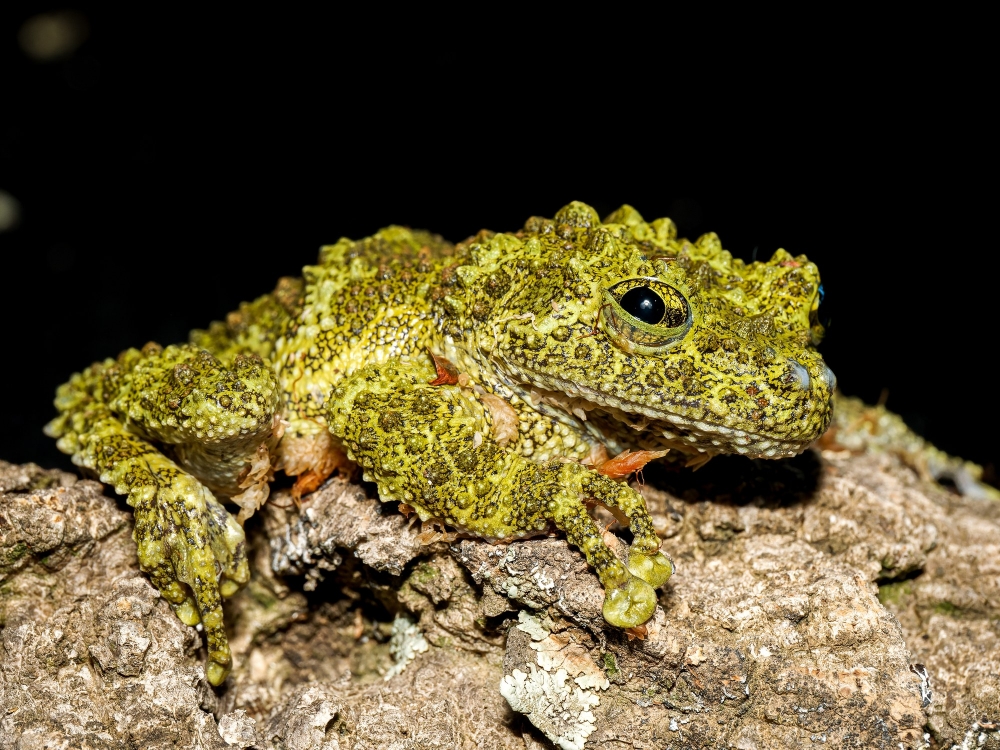 Theloderma Corticale — 20251115-2025-11-15 — 70 × 50 cm