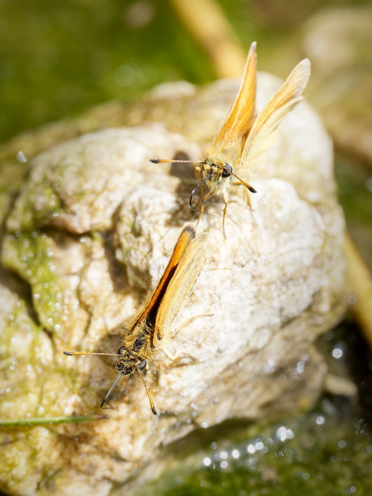 Thymelicus Lineola — 20250811 — 30 × 40 cm