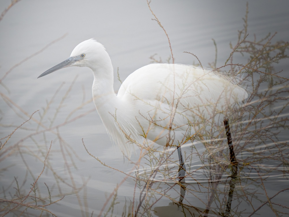 Egretta Garzetta — 20251201 — 40 × 30 cm