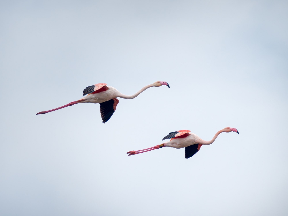 Phoenicopterus Roseus — 20251201 — 60 × 40 cm