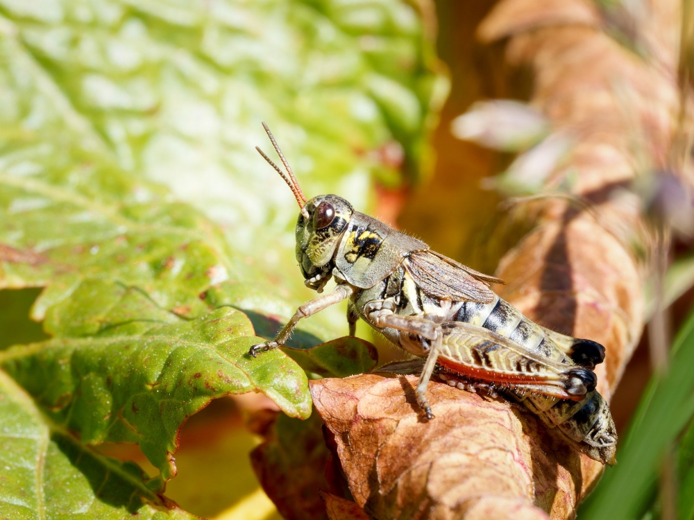 Melanoplus Frigidus — 20250811 — 60 × 40 cm