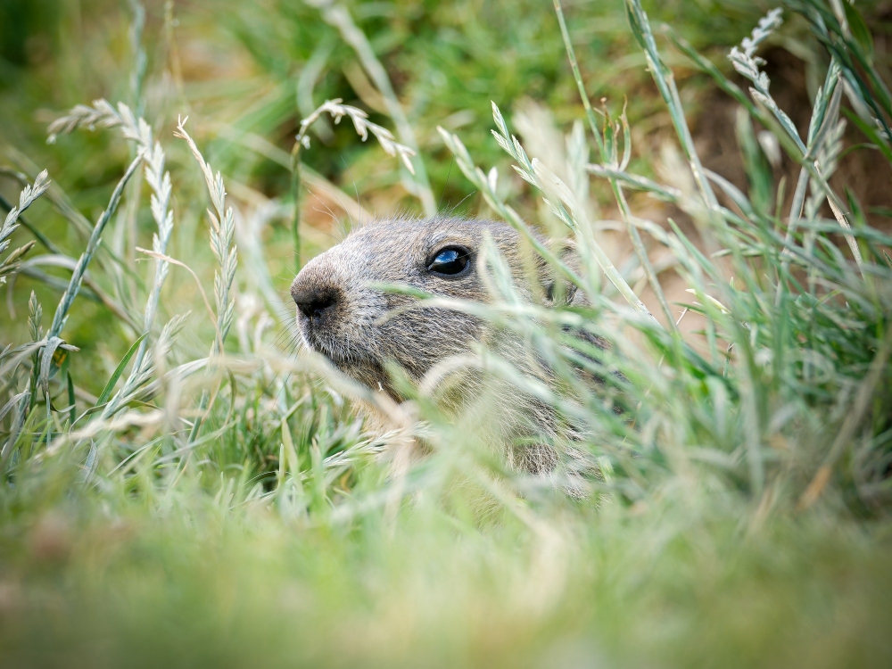 Marmota Marmota — 20250811 — 40 × 30 cm