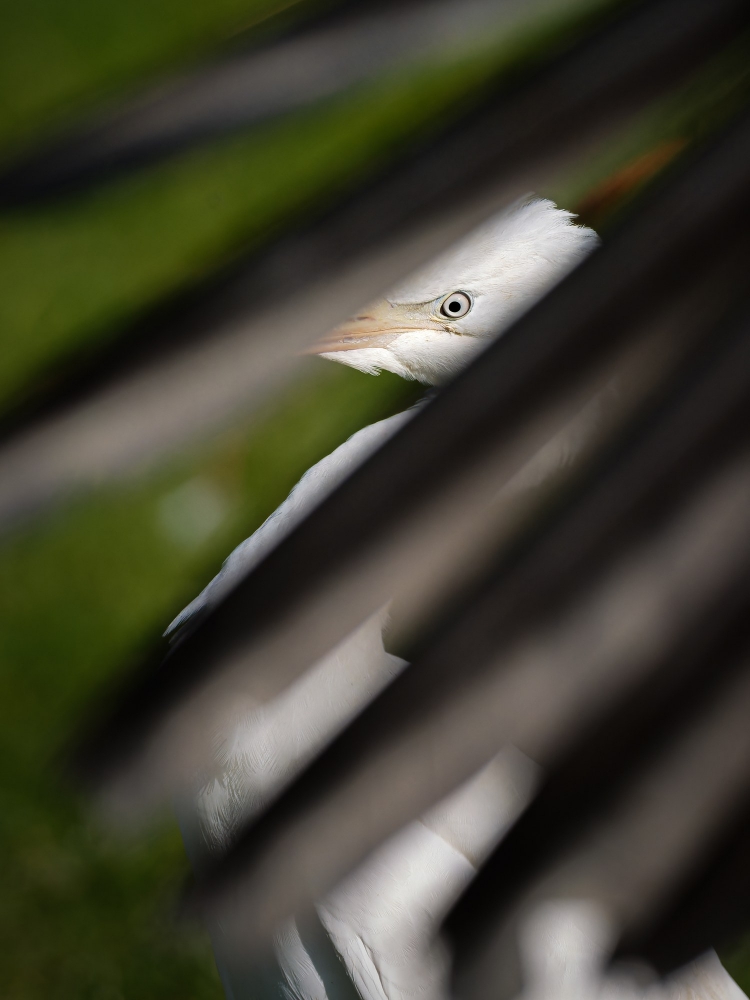 Ardea Ibis — 20251014 — 40 × 60 cm