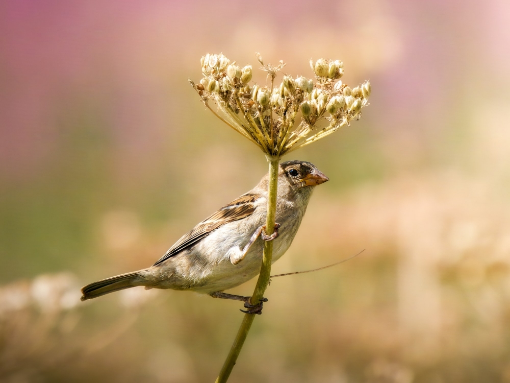House Sparrow in Tignes — 60 × 40 cm