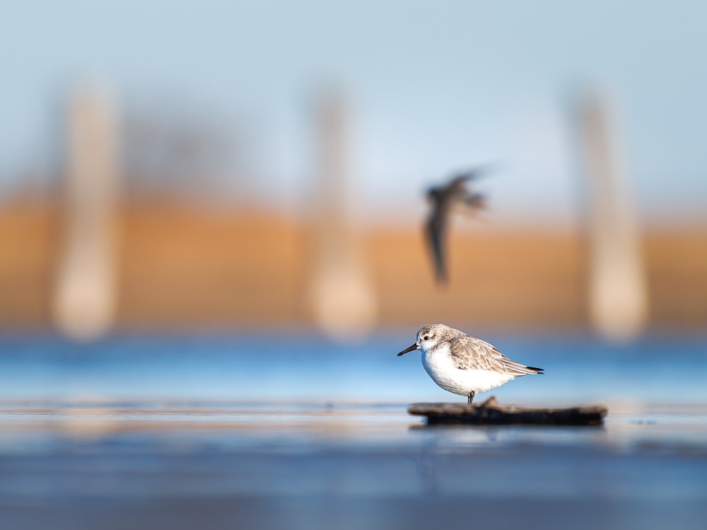 Calidris Alba — 20251205 — 70 × 50 cm