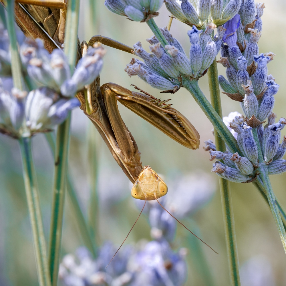 European Praying Mantis in Venoy — 70 × 50 cm