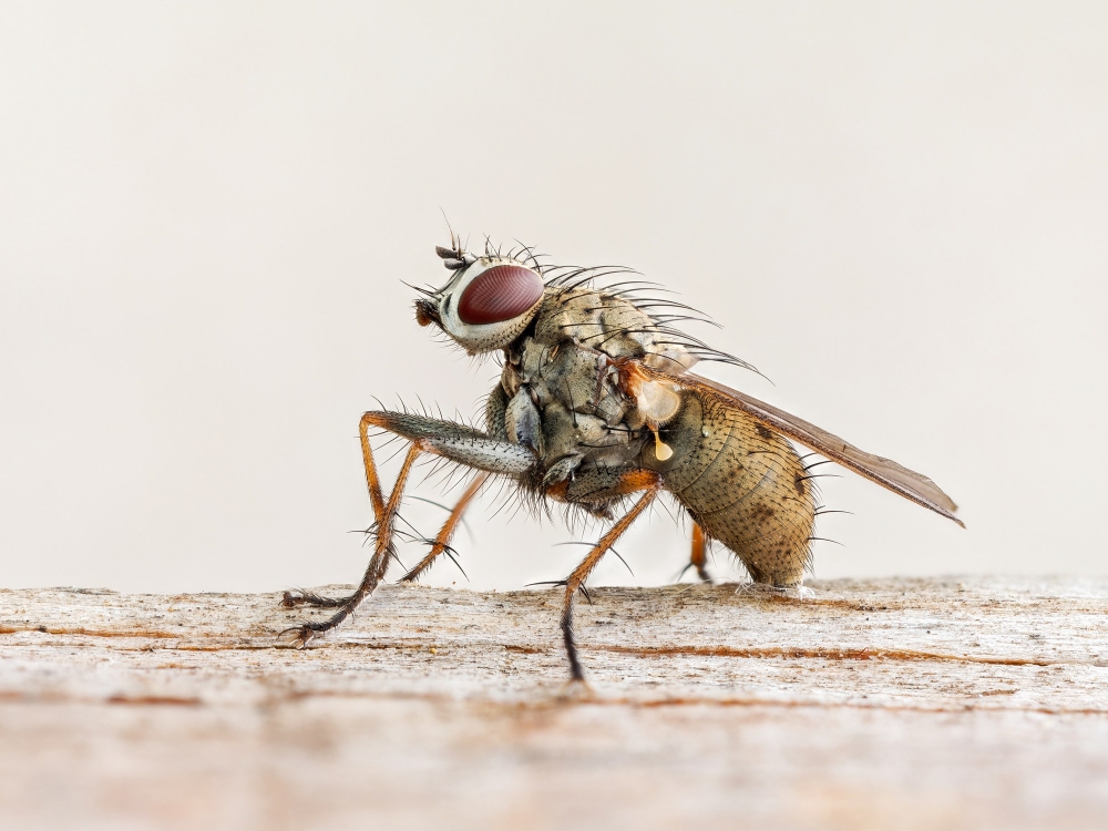 Coenosia Tigrina — 20250720 — 70 × 50 cm
