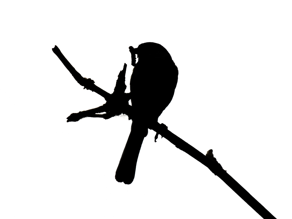 Parus Majo — 20250518 — 40 × 30 cm