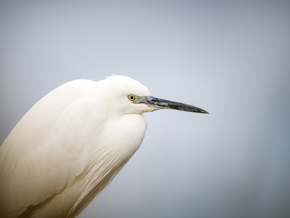 Larus Michahellis — 20251201 — 40 × 30 cm