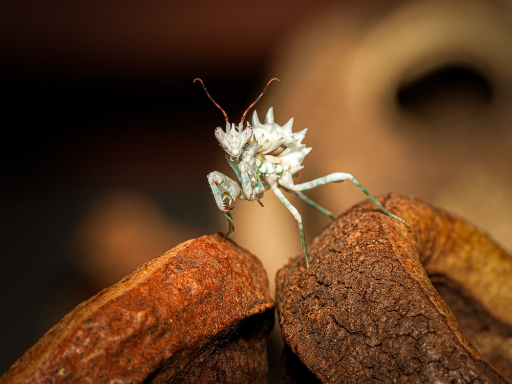 Pseudocreobotra Lestoni — 70 × 50 cm