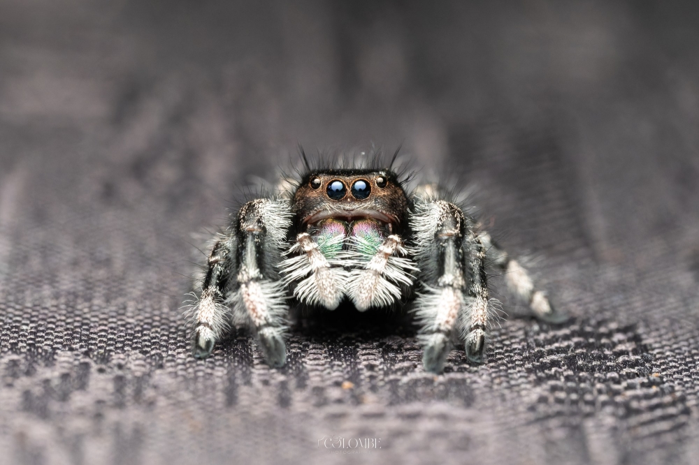 Landscape of 20250124,25-Jade Phidippus Regius Apalachicola — 40 × 30 cm