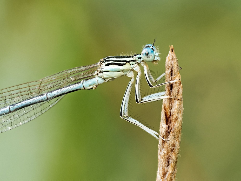 Platycnemis Pennipes — 20250722 — 70 × 50 cm