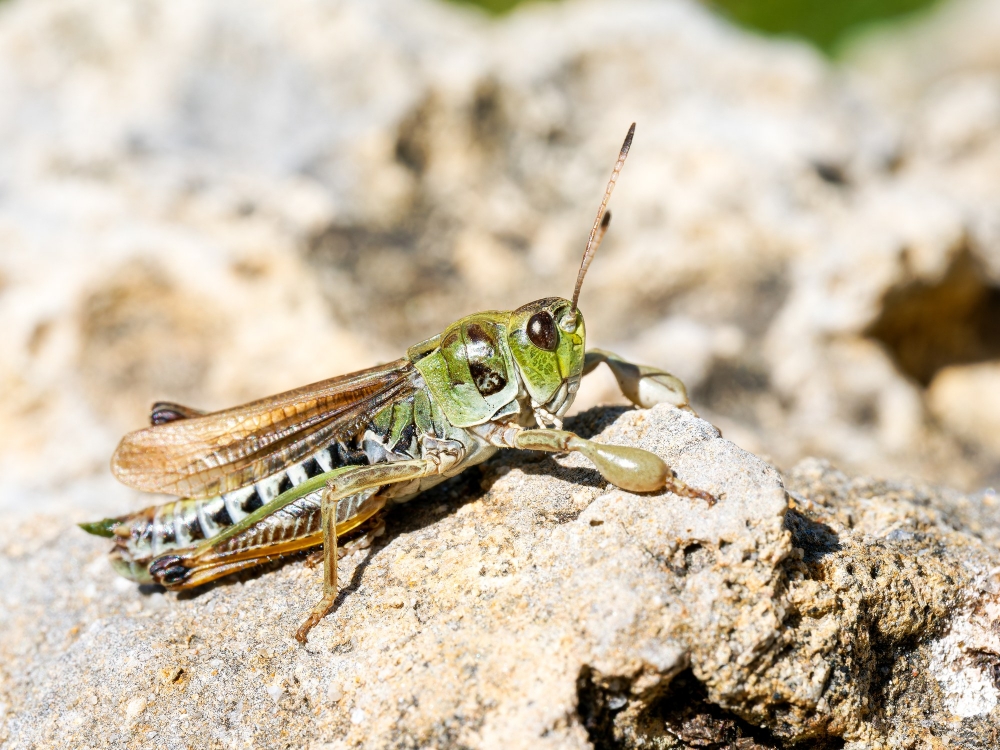 Gomphocerus Sibiricus — 20250811 — 40 × 30 cm