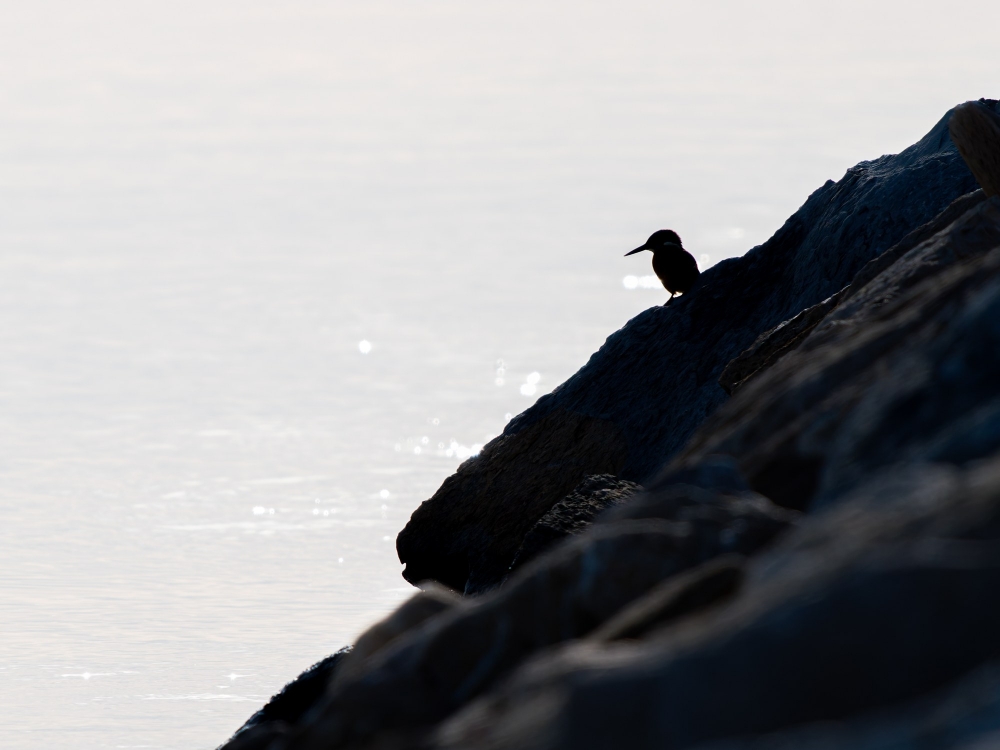 Alcedo Atthis — 20251204 — 60 × 40 cm