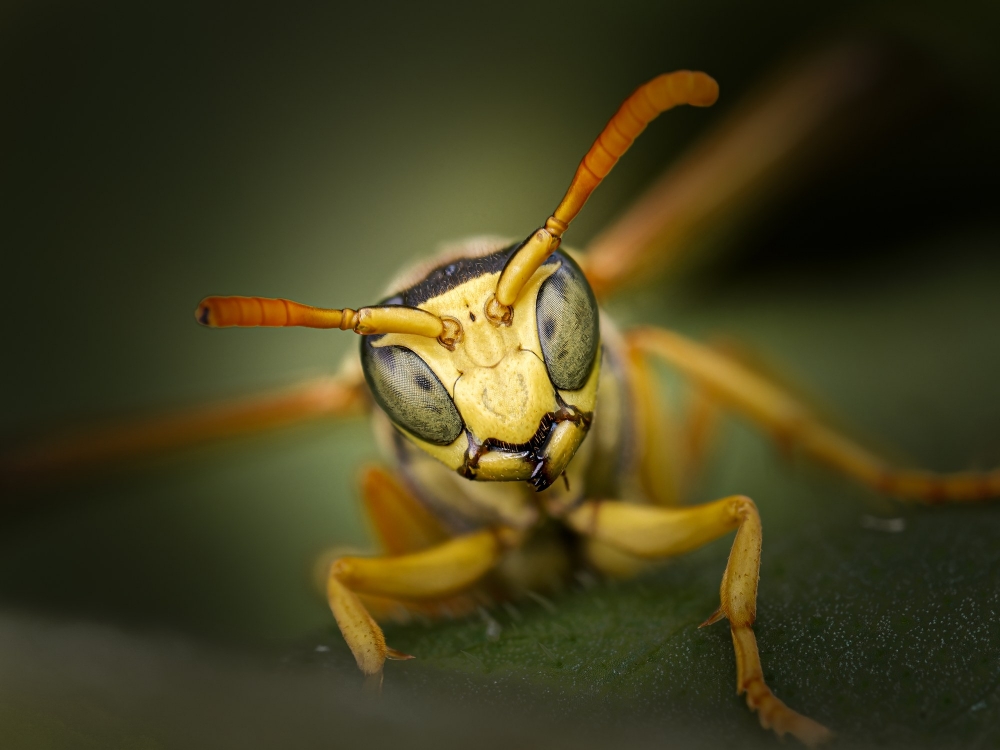 Polistes Dominula — 20250722 — 40 × 30 cm