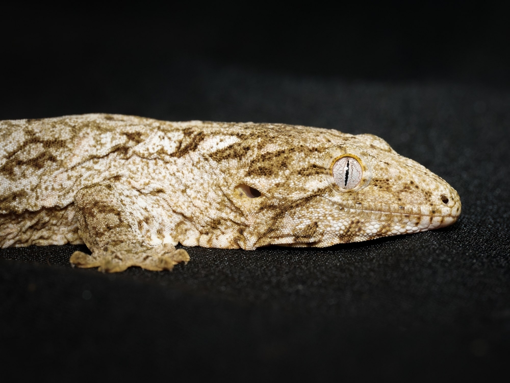 Rhacodactylus Auriculatus — 20251115-2025-11-15 — 70 × 50 cm