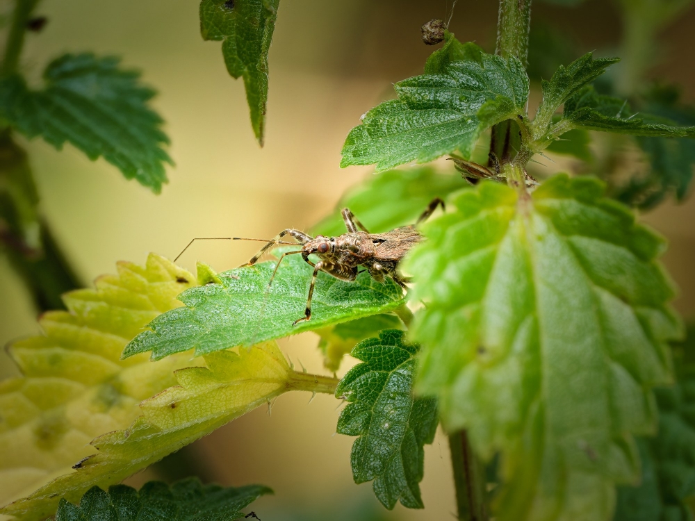 Himacerus Apterus — 20250722 — 40 × 30 cm