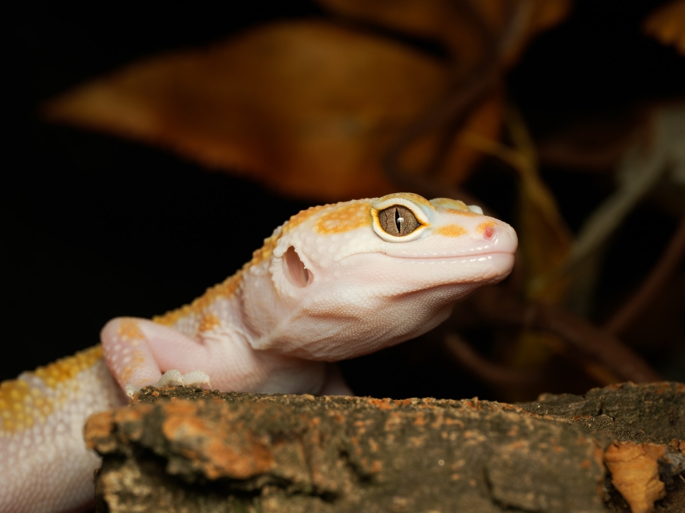 Eublepharis Macularius — 20251114-2025-11-15 — 40 × 30 cm