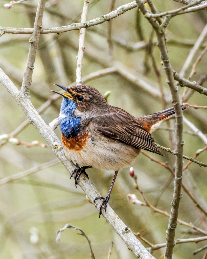 Luscinia Svecica — Congis-sur-Thérouanne