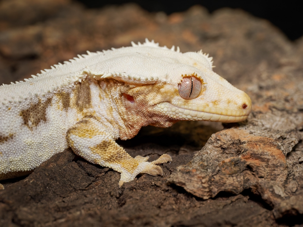 Correlophus Ciliatus — 20251115-2025-11-15 — 60 × 40 cm