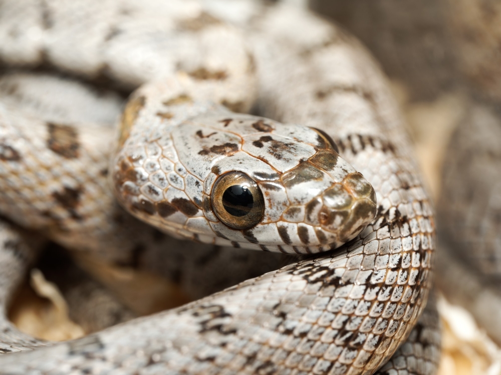 Pantherophis Bairdi — 20251115-2025-11-15 — 40 × 30 cm