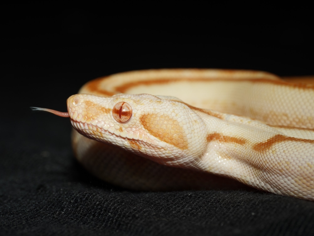 Boa Constrictor — 20251115-2025-11-15 — 70 × 50 cm