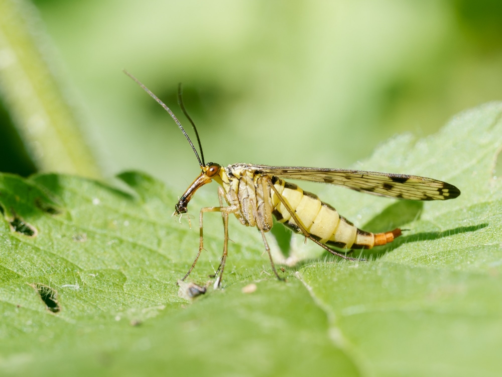 Panorpa Germanica — 20250516 — 60 × 40 cm