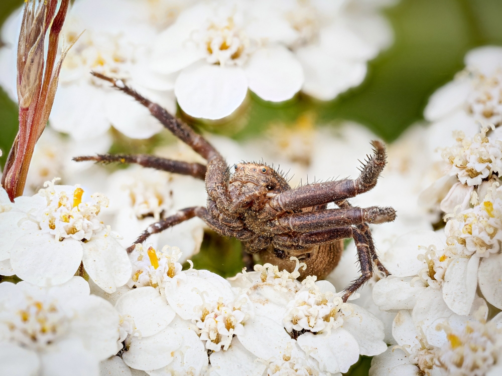 Xysticus Spec — 20250812 — 60 × 40 cm