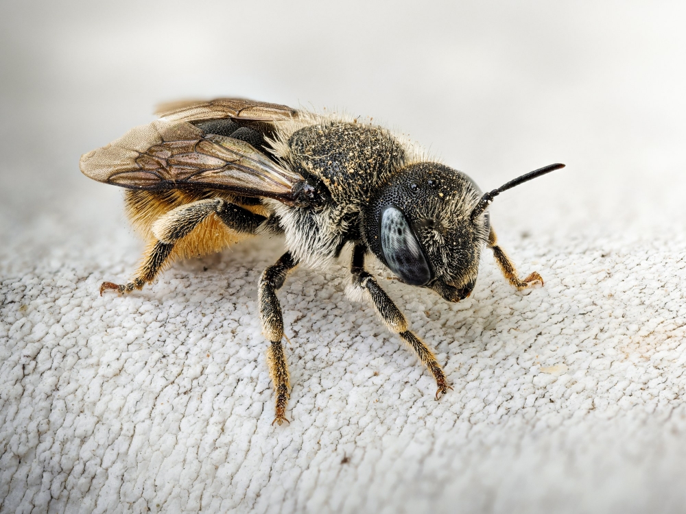 Osmia Spinulosa — Venoy — 40 × 30 cm