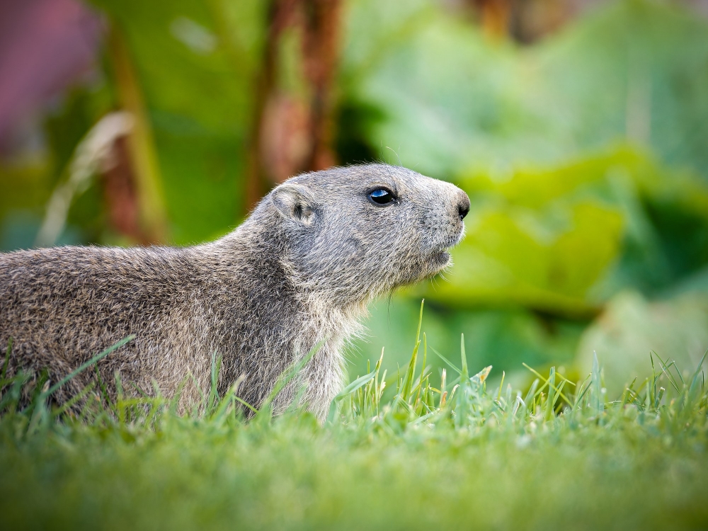 Marmota Marmota — 20250811 — 40 × 30 cm