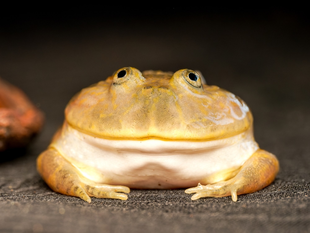 Lepidobatrachus Laevis — 20251115-2025-11-15 — 40 × 30 cm