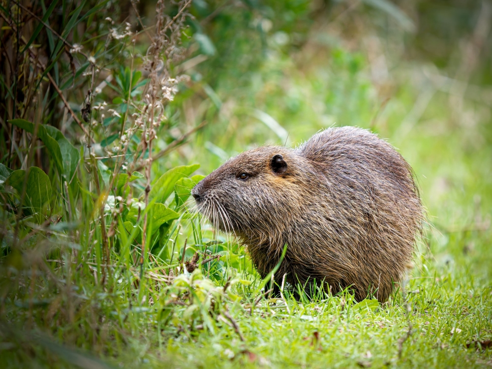 Myocastor Coypus — 20251201 — 70 × 50 cm