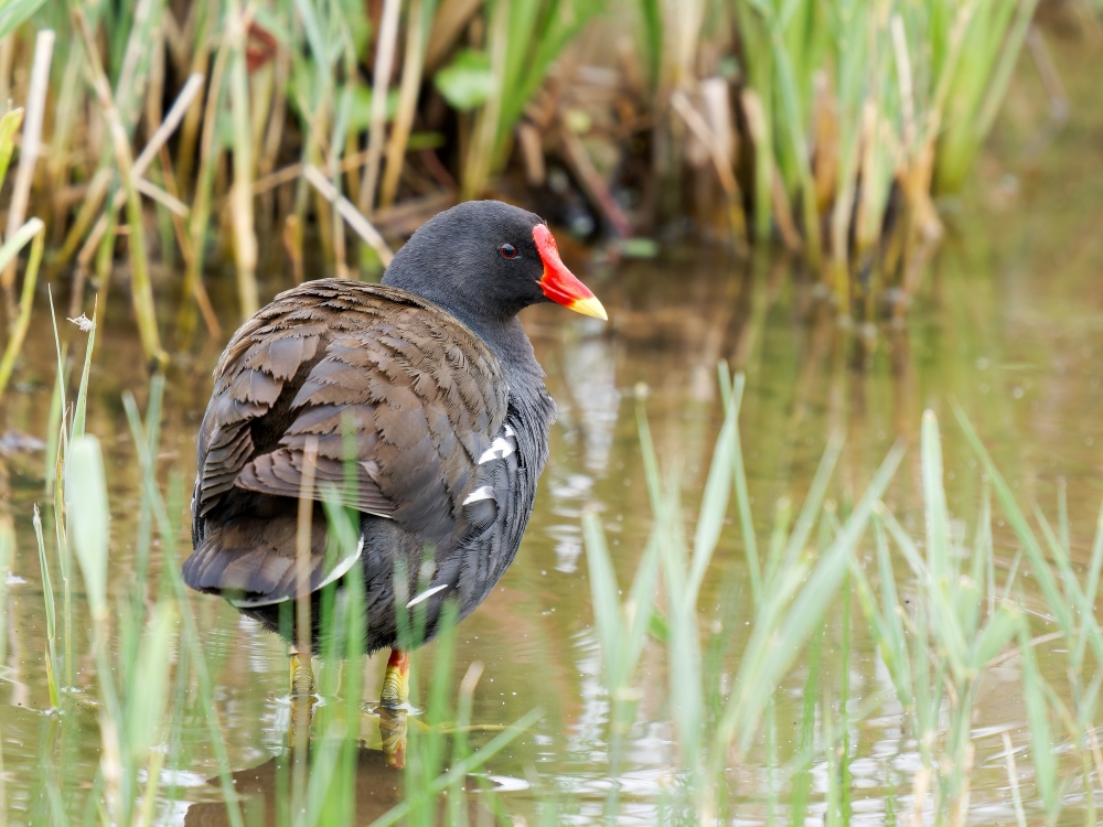 Gallinula Chloropus — 20250518 — 40 × 30 cm