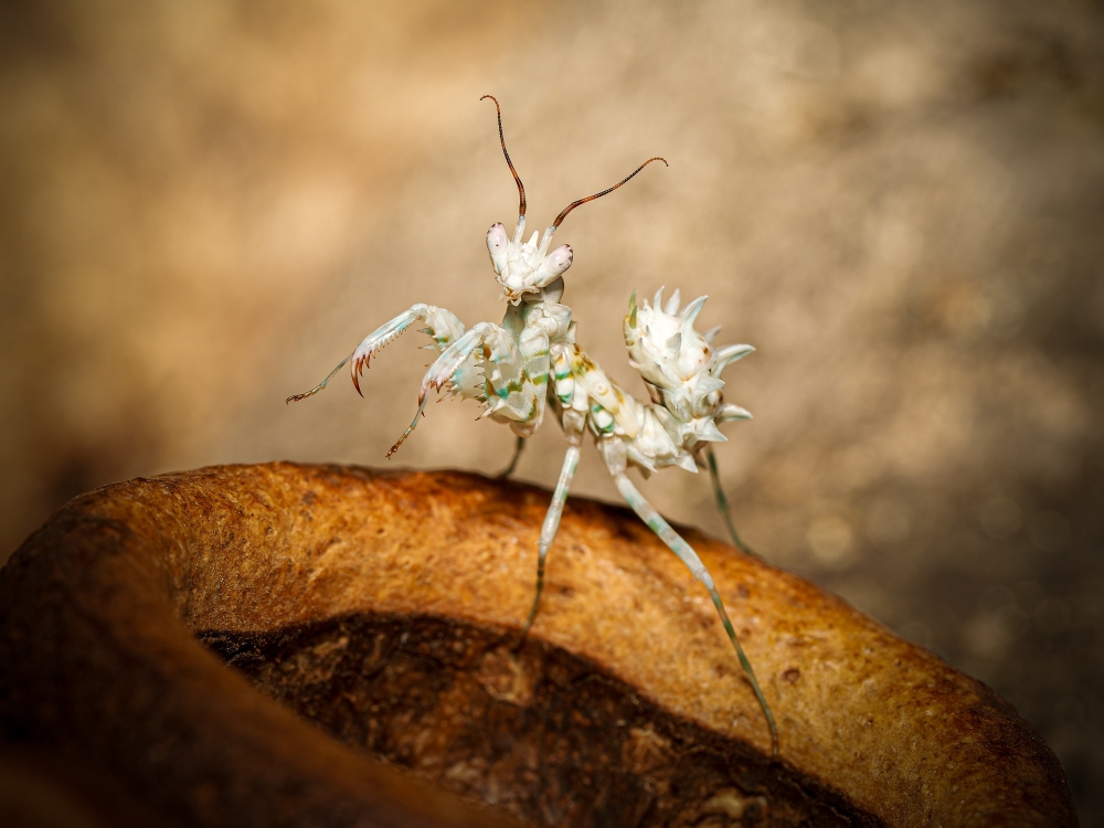 Pseudocreobotra Lestoni — 60 × 40 cm