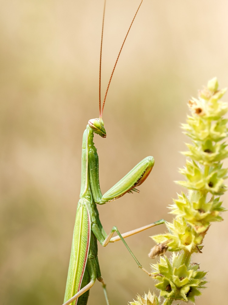 European Praying Mantis in Venoy — 40 × 60 cm