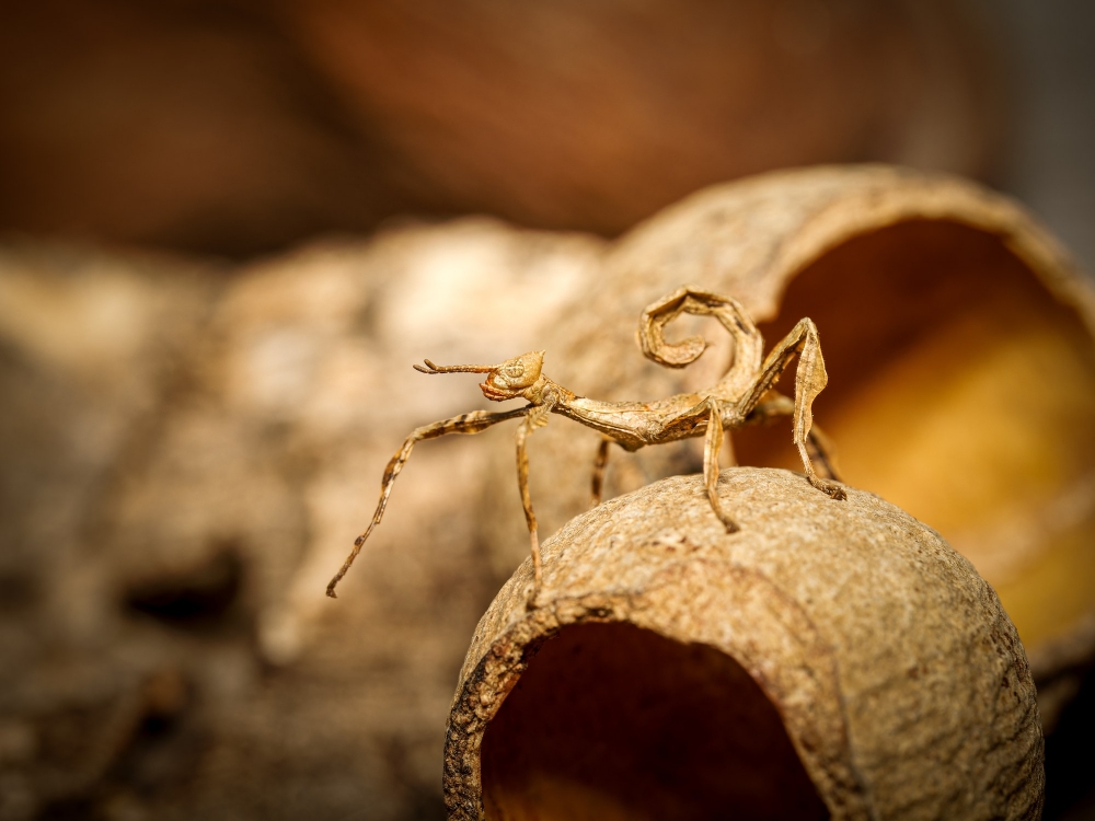 Phasme Scorpion — 60 × 40 cm