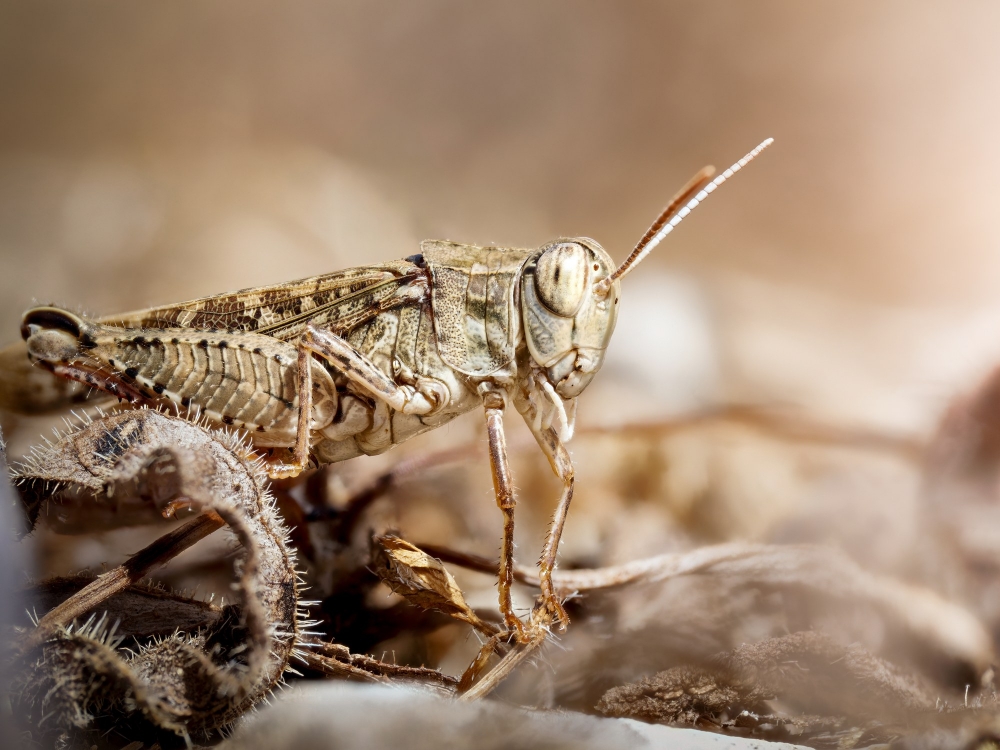 Calliptamus Spec — Cheny