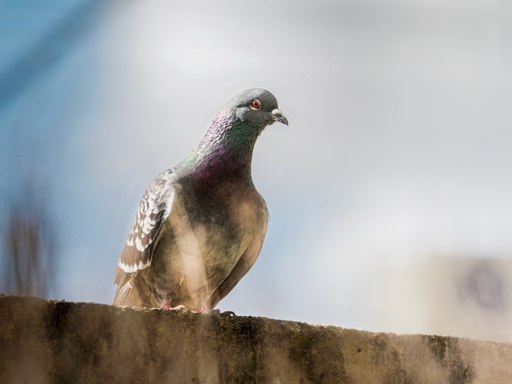 Columba Livia Var. Domestica — Migennes 