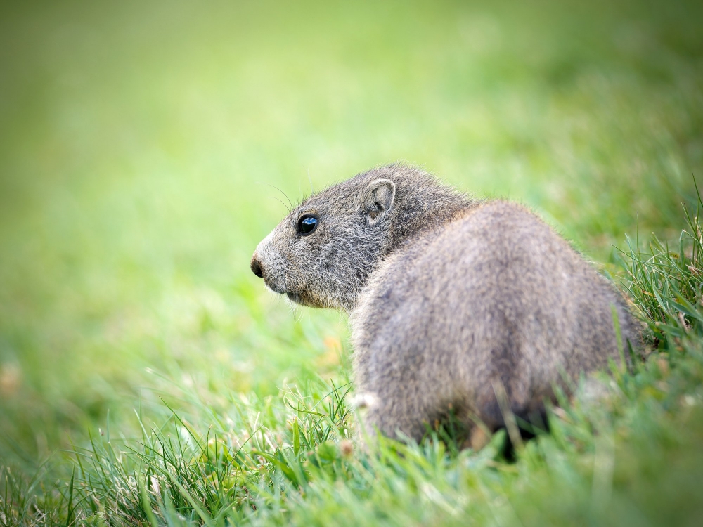 Marmota Marmota — 20250811 — 60 × 40 cm