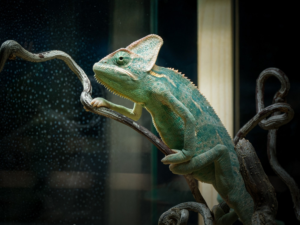 Chamaeleo Calyptratus — 20251115-2025-11-15 — 70 × 50 cm