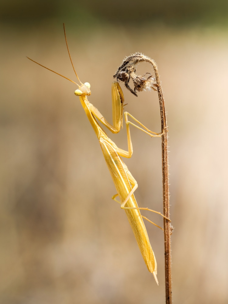 European Praying Mantis in Venoy — 50 × 70 cm