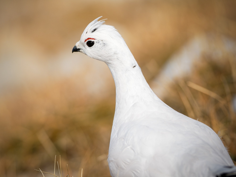 Lagopus Muta 211 — Saint-Agnan-en-Vercors — 70 × 50 cm